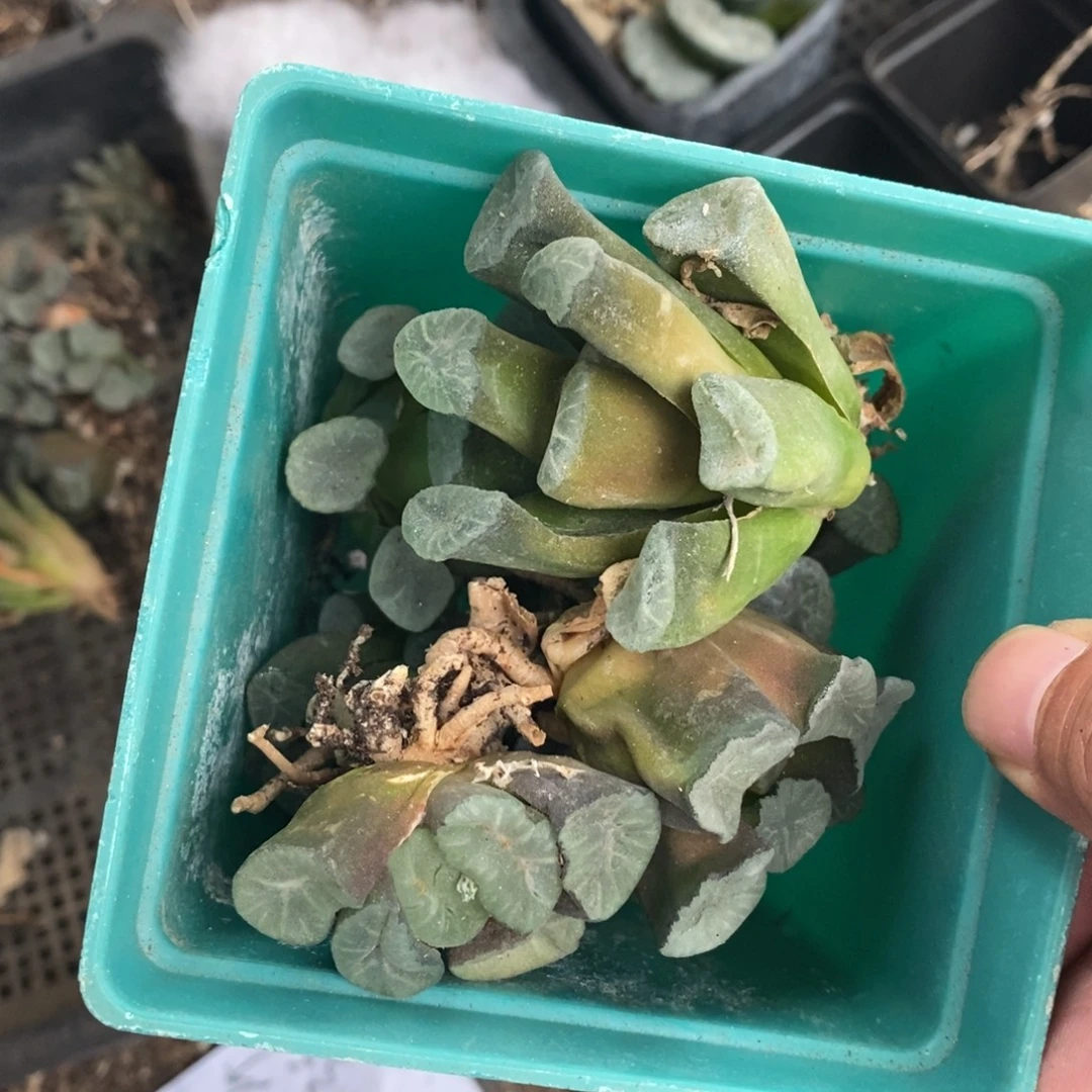 布***丁912 七棵万象 超级福利