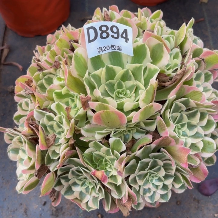 瑞妈多肉植物，894布