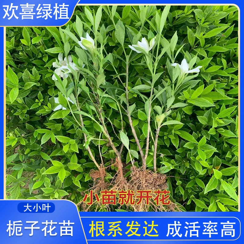 栀子花小叶大叶浓香型室内外盆栽花卉植物绿化苗木栀子花小苗