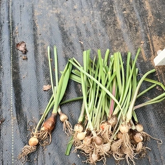 2024杂交苗20颗左右3颗带肋 1.5～2 开花无售后