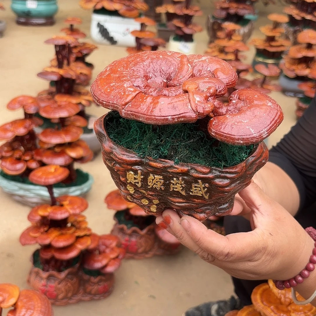 无花朵灵芝是我国著名植物
