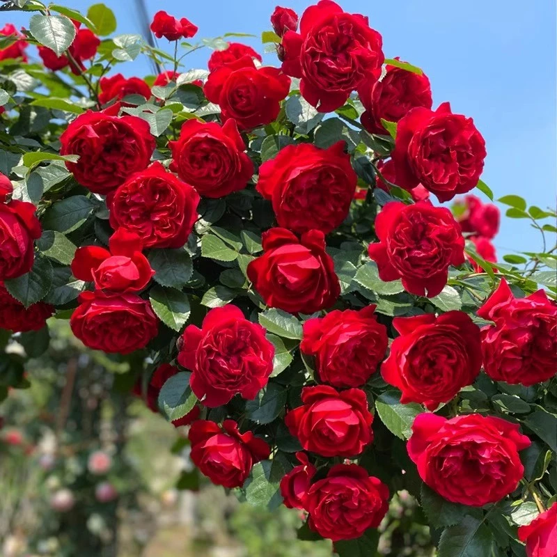 弗洛伦蒂娜 爬藤月季大苗多花浓香蔷薇花苗阳台庭院植物多季开花