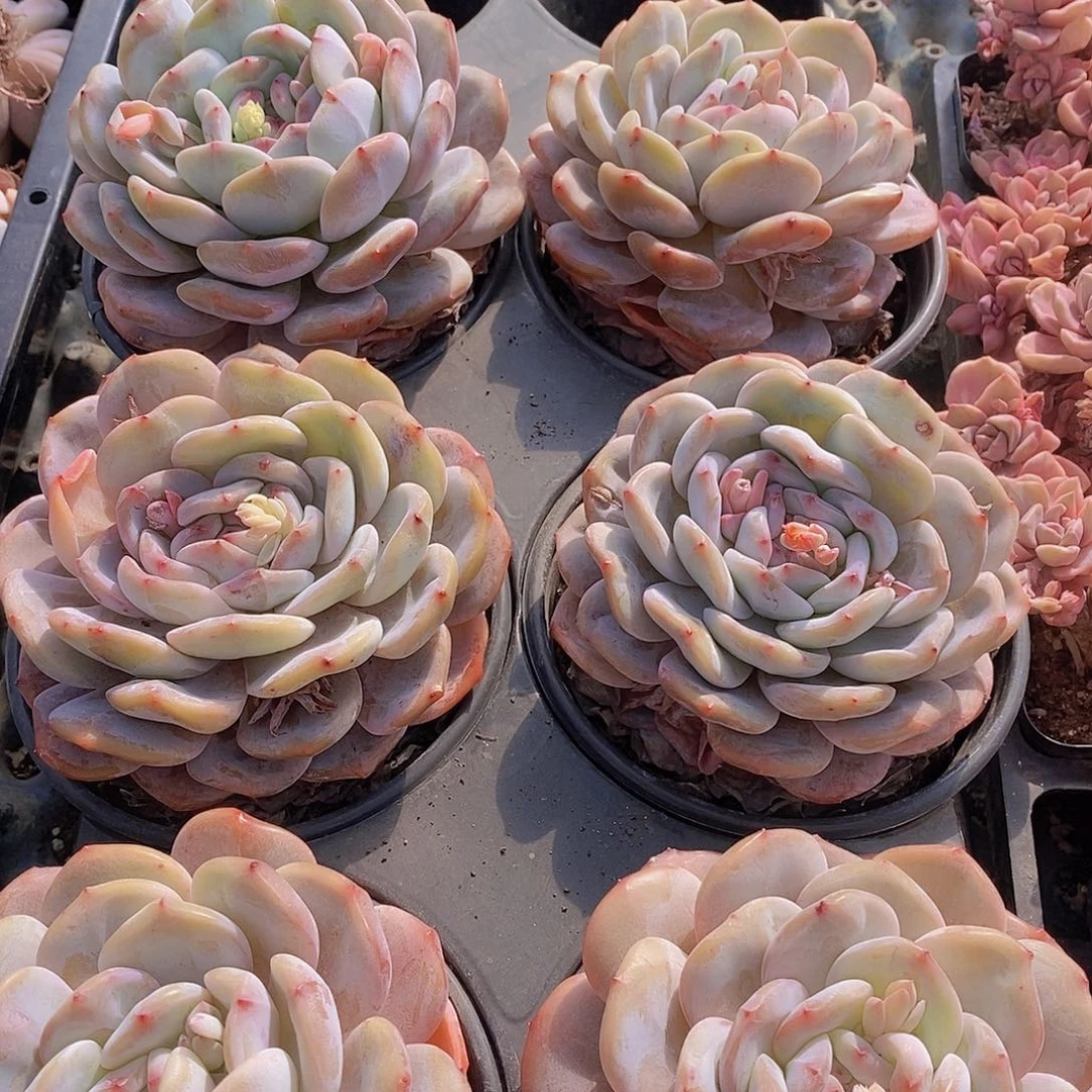 0214-大大大橙子单头一颗量拍