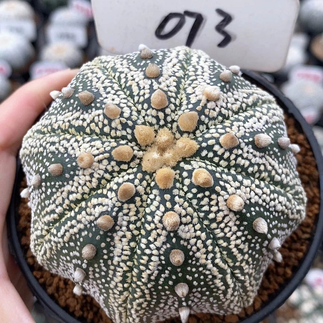 073海星奇迹兜系列福利