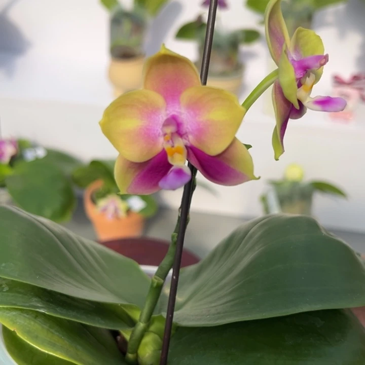 大部分花苞少量开放4.5搓背BKH2202圆圆滴 叶圆 超美超香