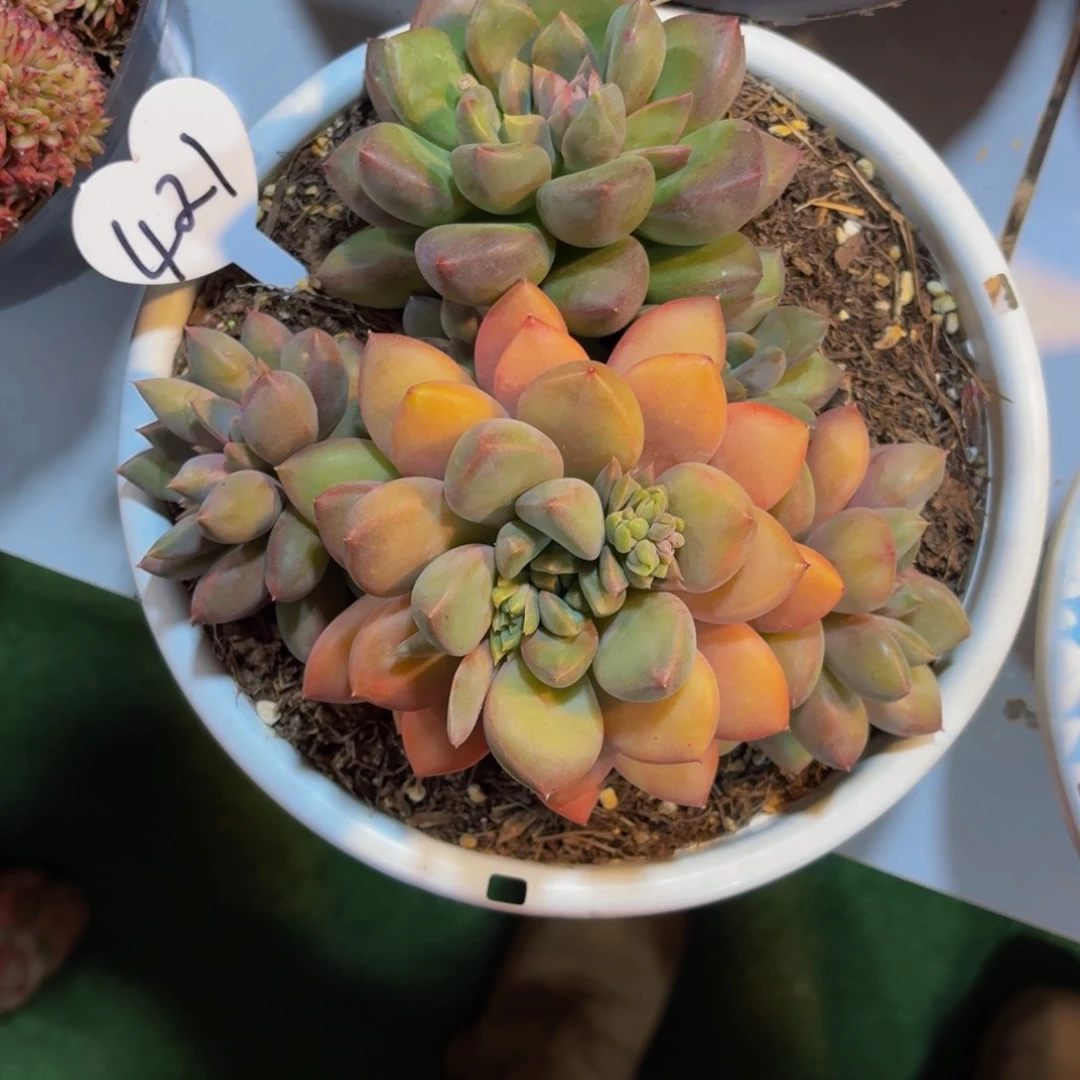 微*丽娟花卉精品红象牙