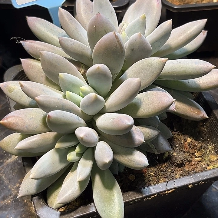 多肉植物哥特群534