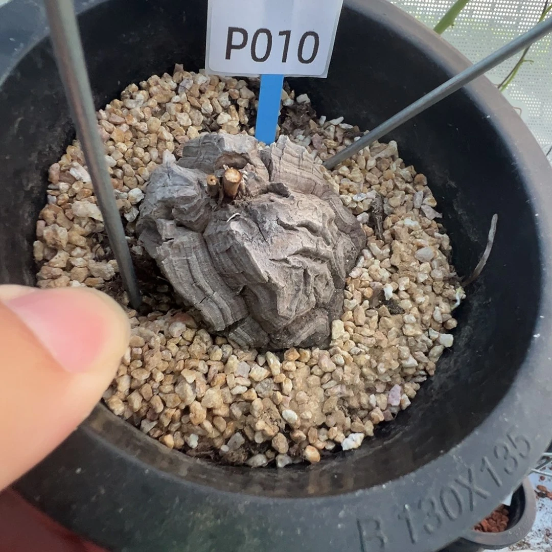 多肉植物专拍 一物一拍 南非龟甲龙010