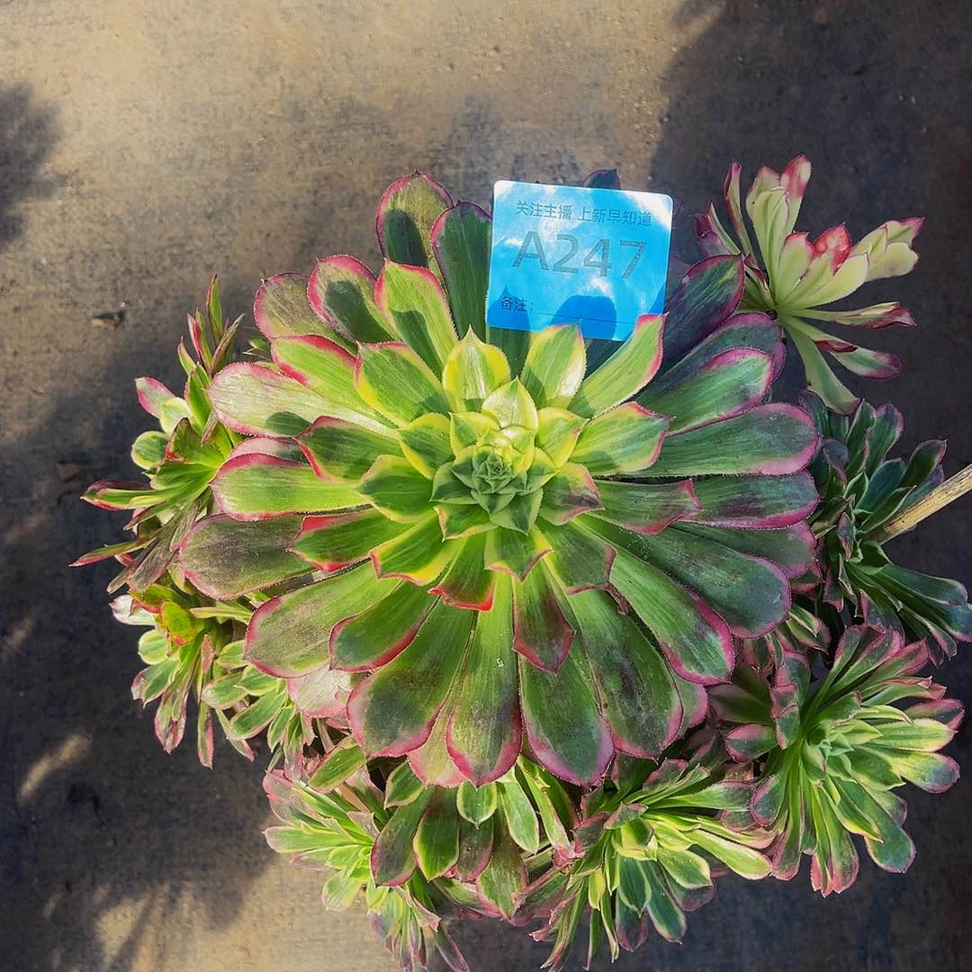 247拖土天和福利