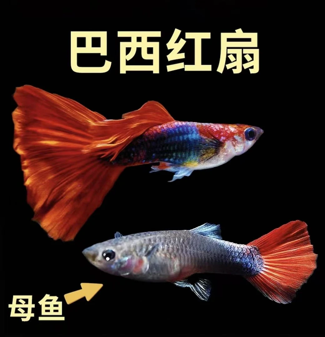 【纯种巴西红扇可繁殖】红色鱼孔雀鱼凤尾鱼淡水耐活精品热带鱼