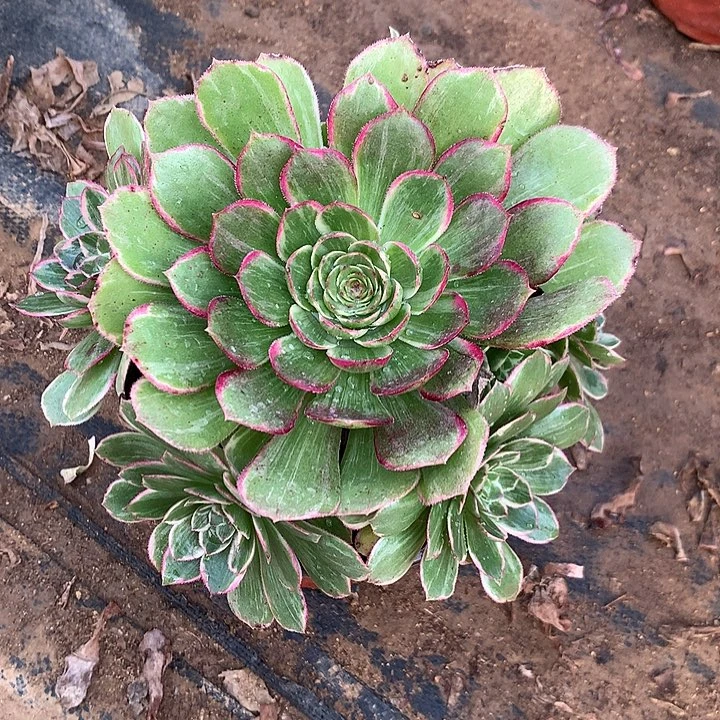 多肉植物粉花妖13