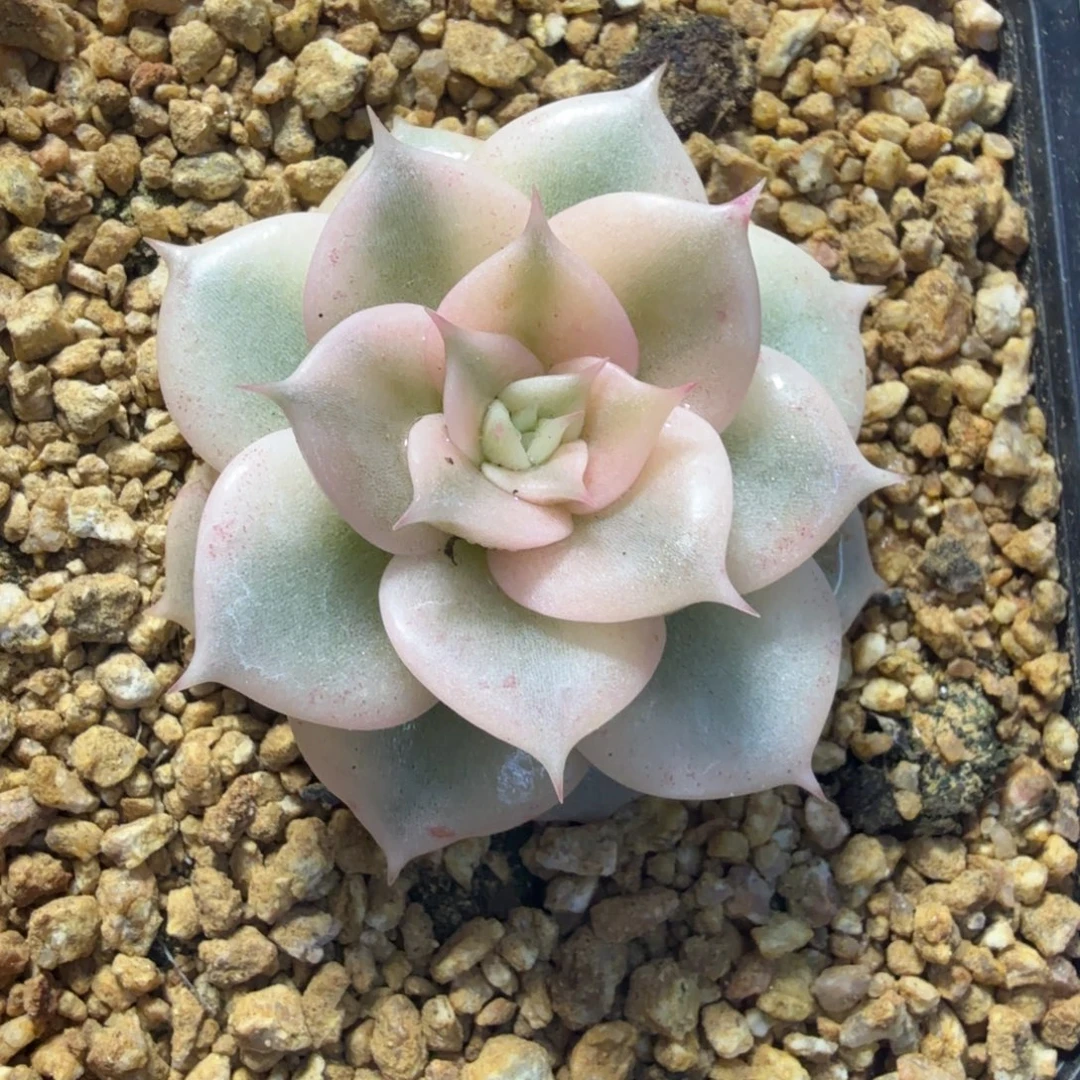 贝加尔湖锦，多肉锦