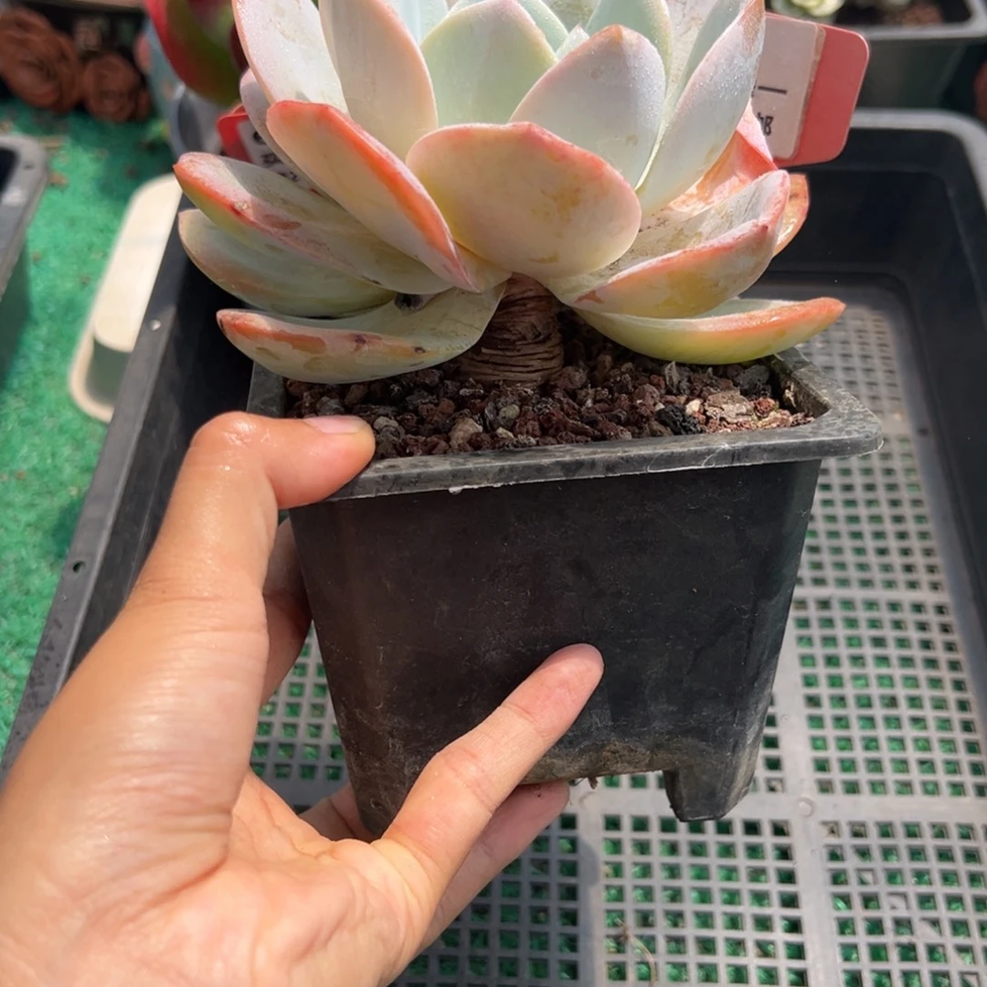 表妹精品多肉植物041.