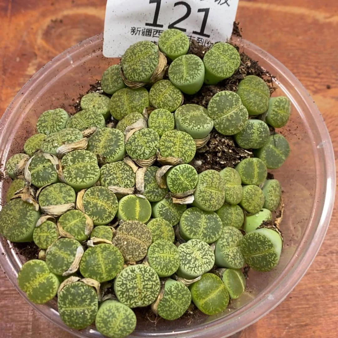 多肉蛋炒饭，感谢您相伴121