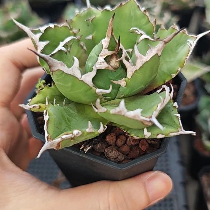 姬仁王冠龙舌兰包邮非偏远