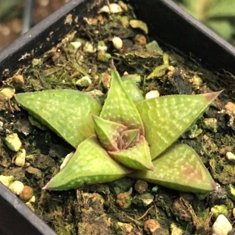 原始硬叶带盆发货