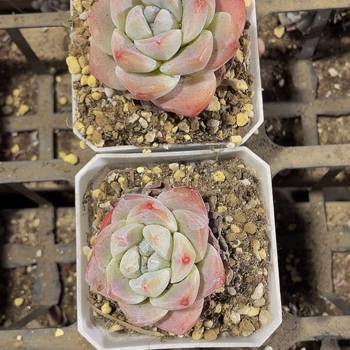 7方大冰玉带盆土发