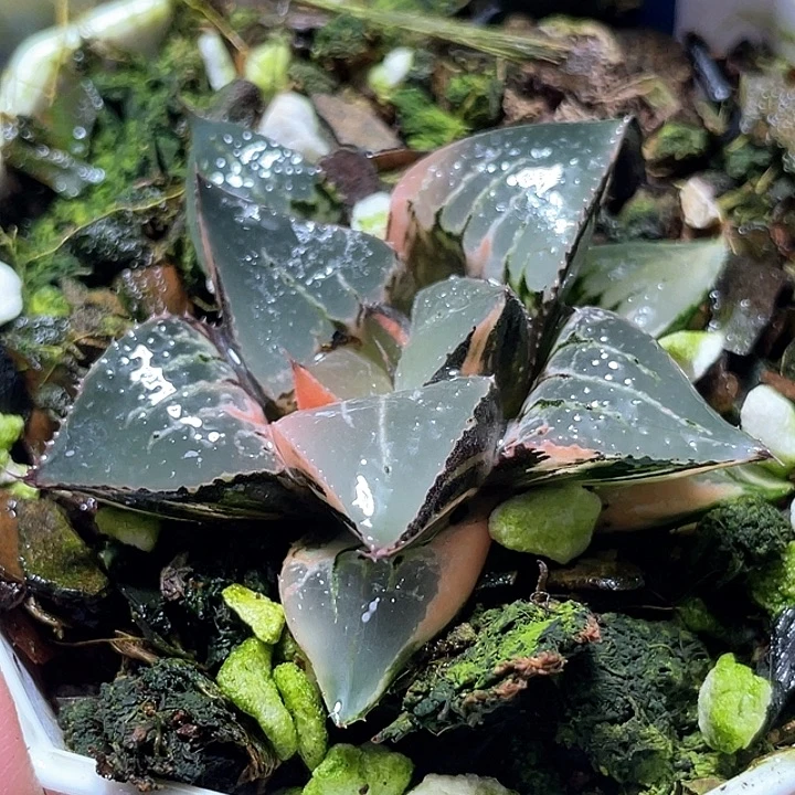 719酒吞锦特选福利