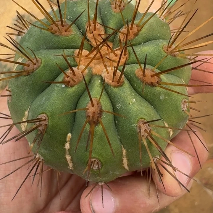 黑王变种无根666666666