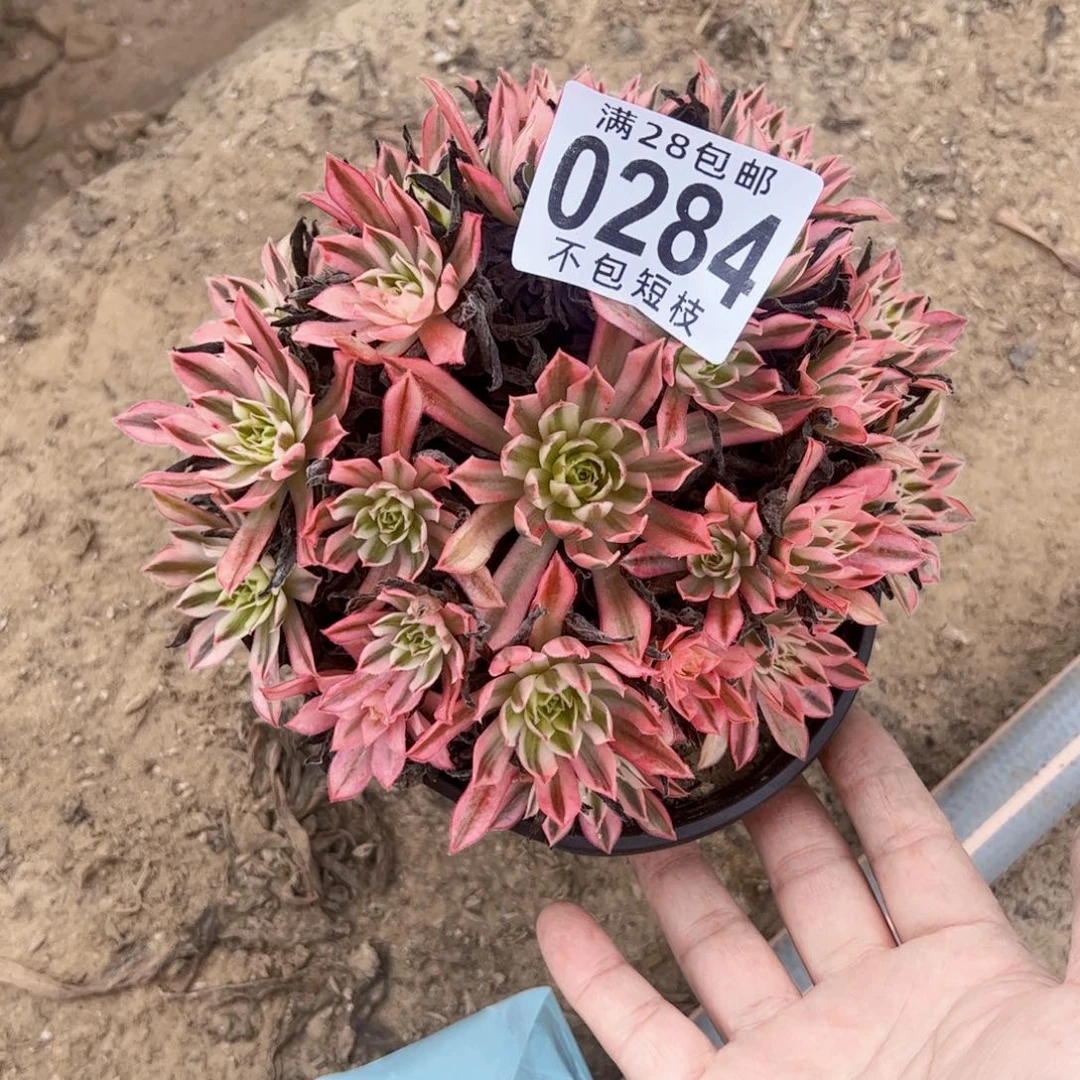 凤凰多肉植物0284