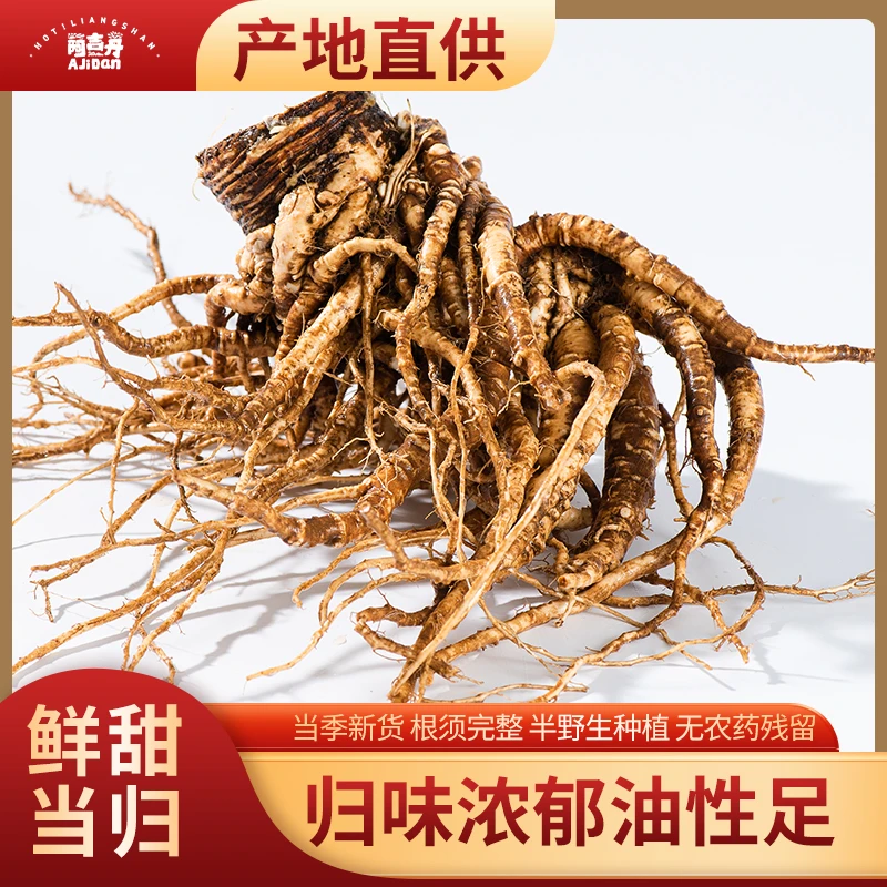 【新鲜甜当归】四川大凉山高山原产地现挖现发煲汤炖肉煎煮滋补养生