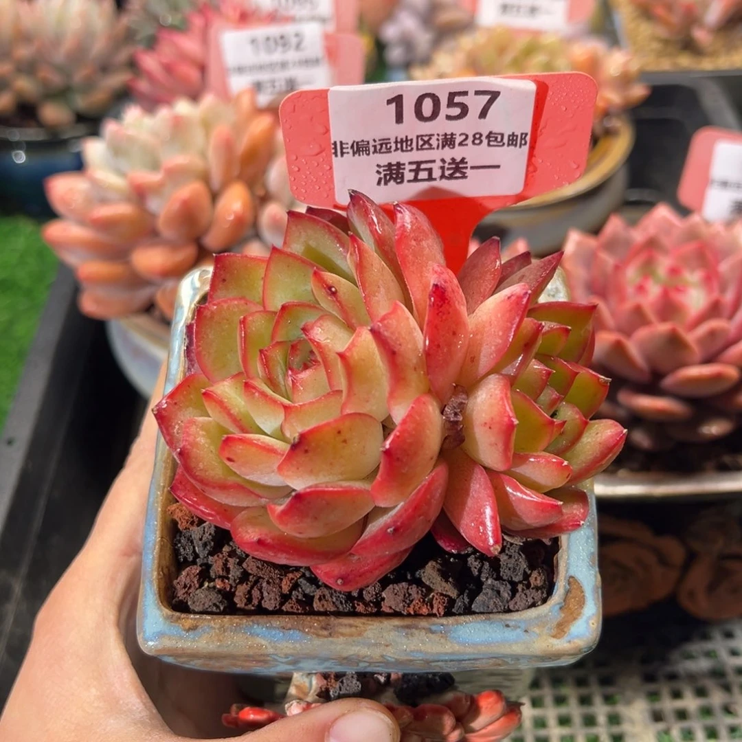 表妹精品多肉植物1057