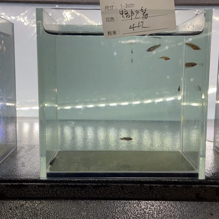 斗鱼包活不包损所见即所得039