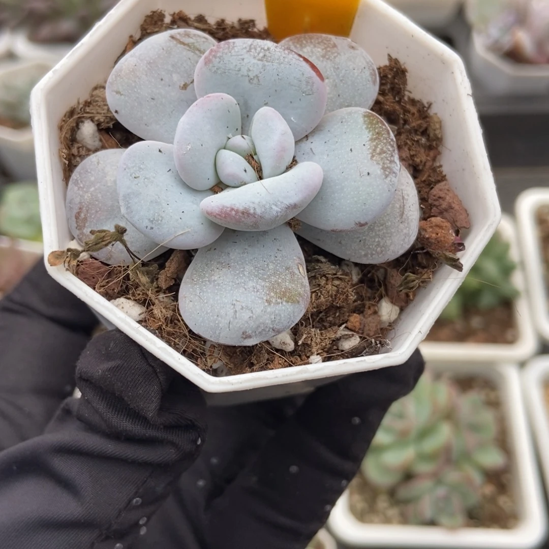 577雪莲多肉植物多肉