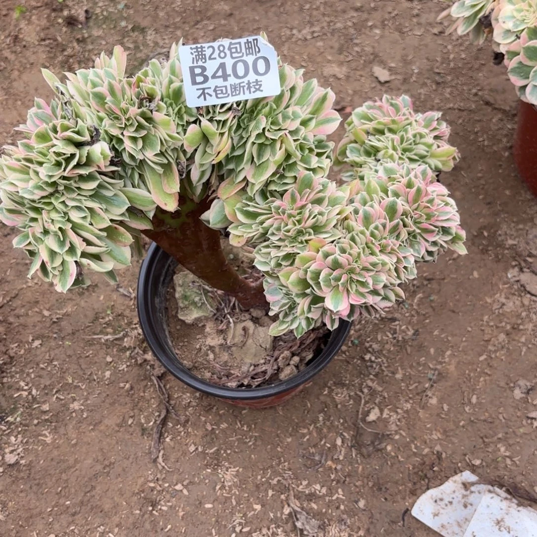 N. 400女巫最多肉1，cade