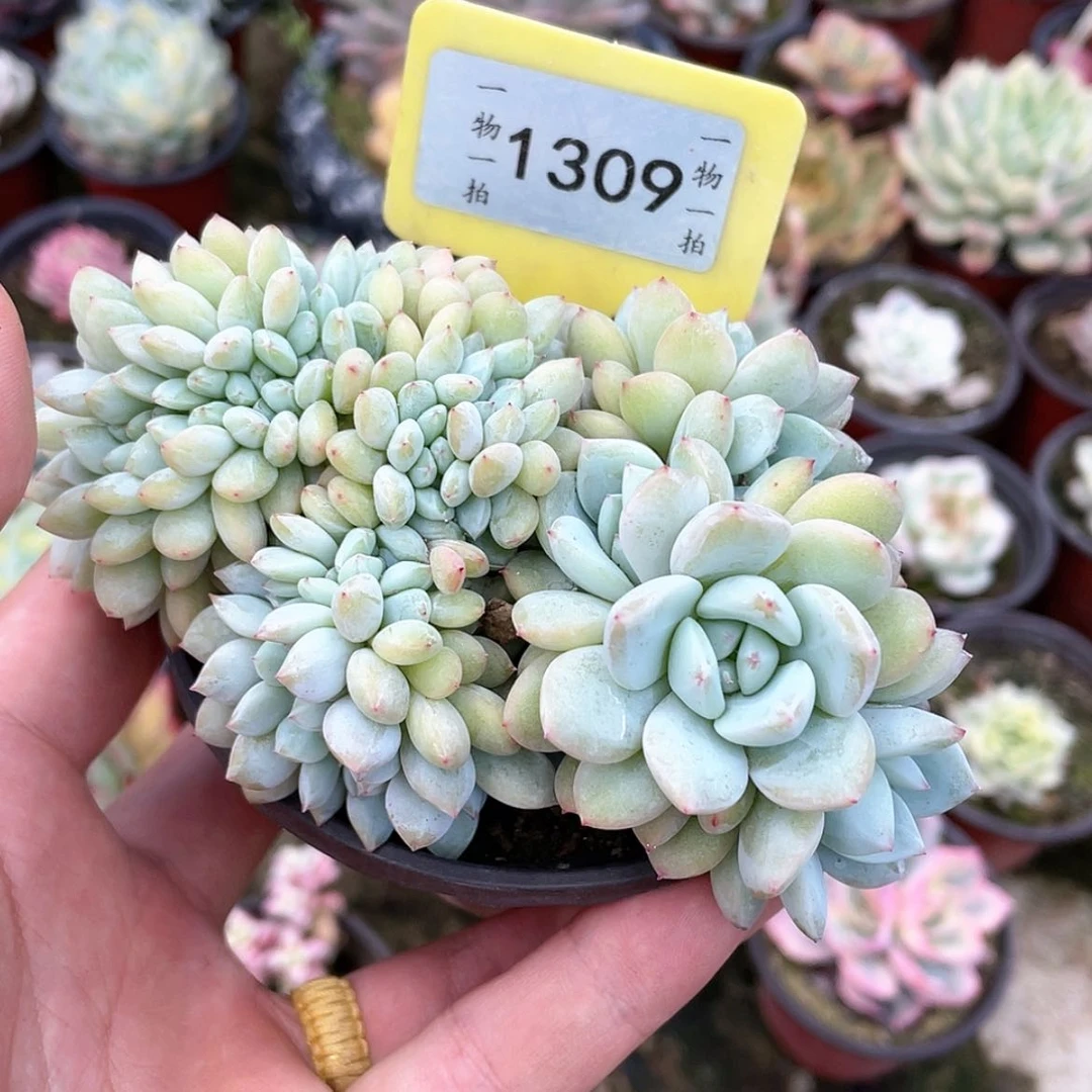 【闪购商品】开**面1309号