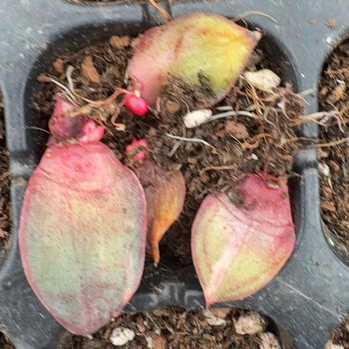 覆轮花脸麒麟座组合45