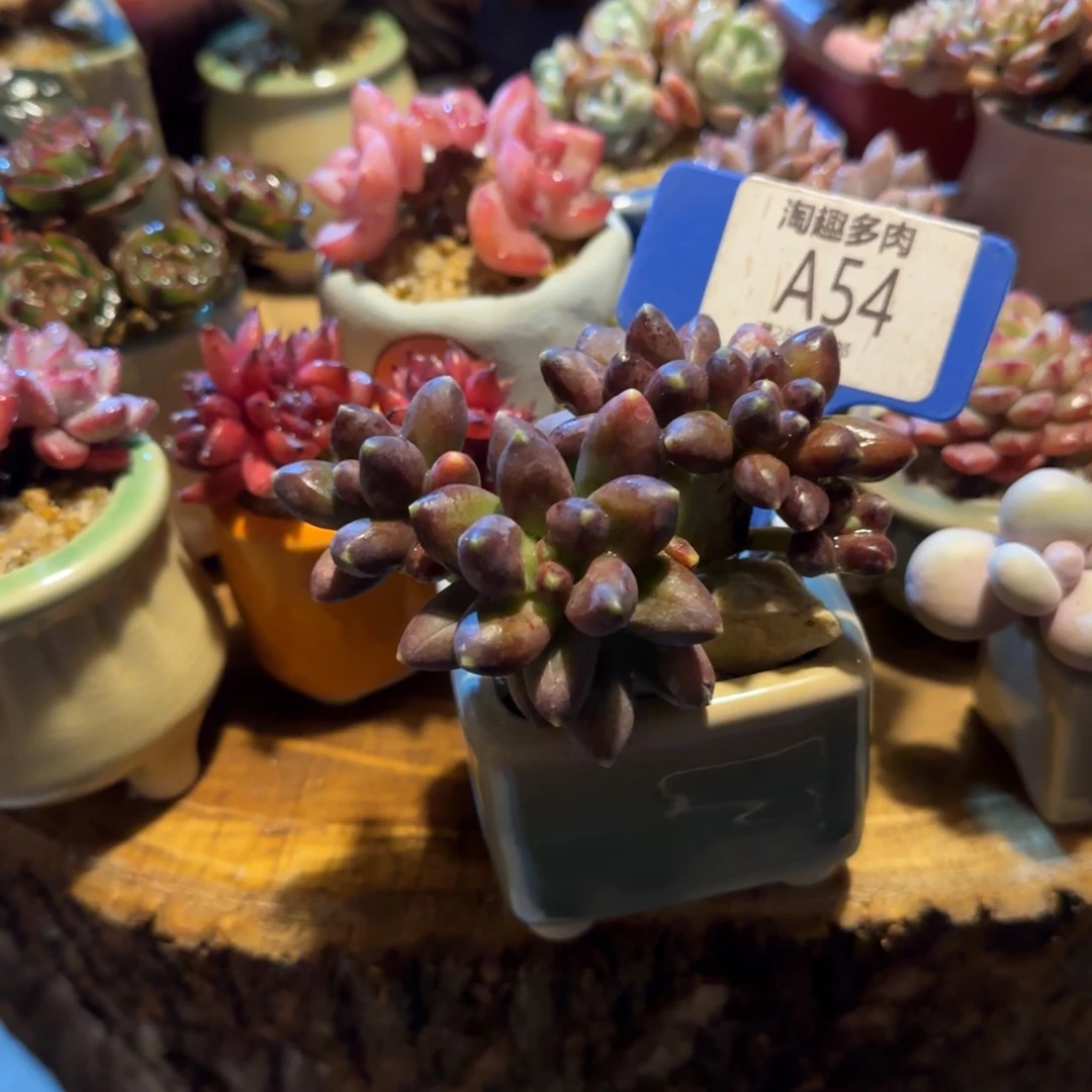 多肉植物12345678