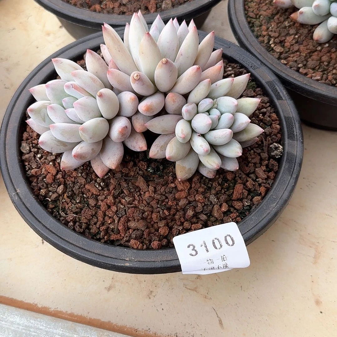 平**乐3100号所罗门多肉