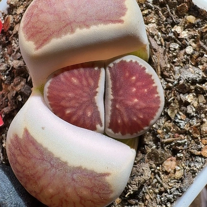 生石花1111111。  158