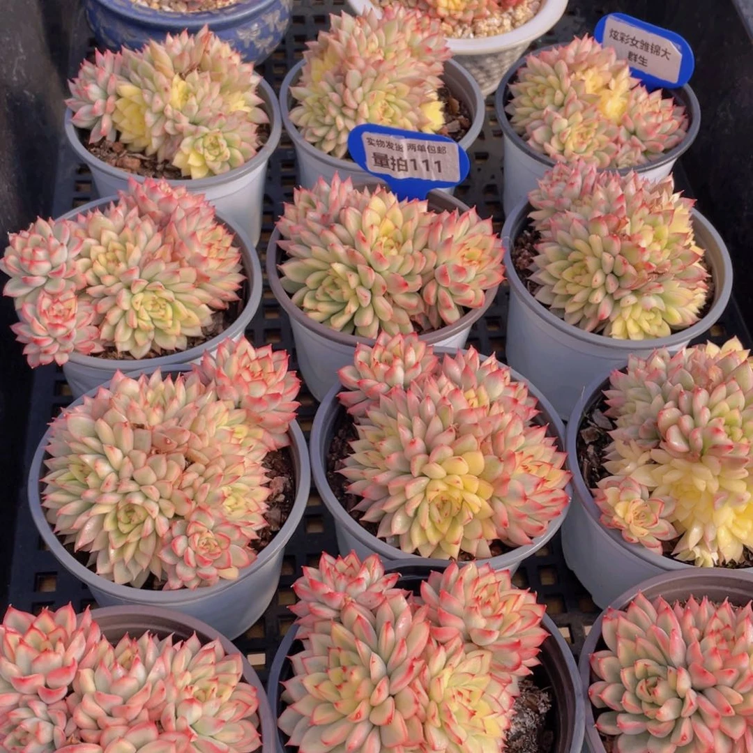 量拍111号 炫彩女雏锦大群生一个