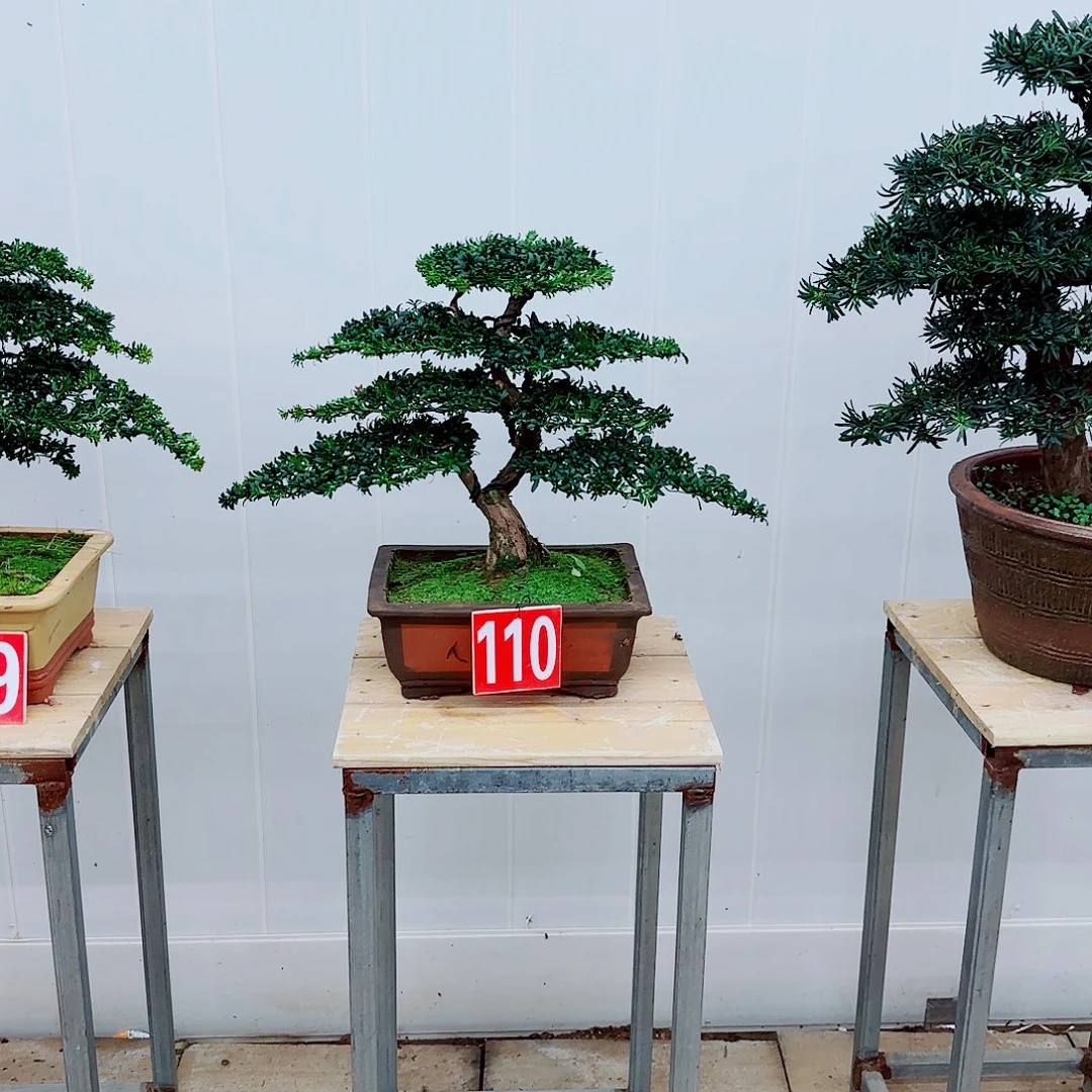 雨***蒙无花朵盆景园林盆景