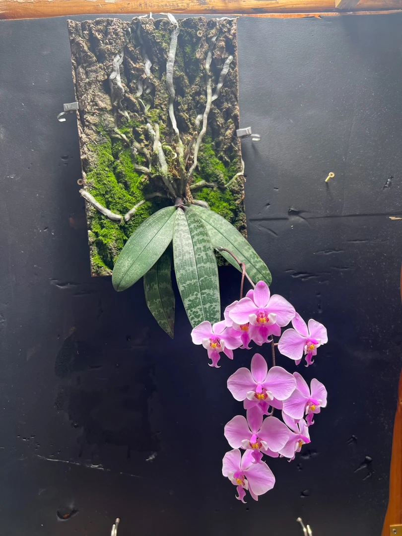 趣味蝴蝶兰西雷利兰花软木软木板树皮