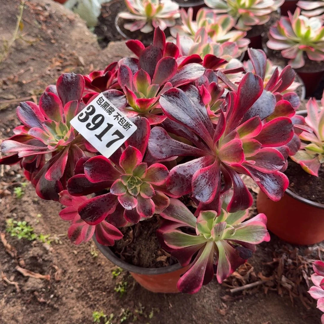 法师凤冠有断3917 19-45