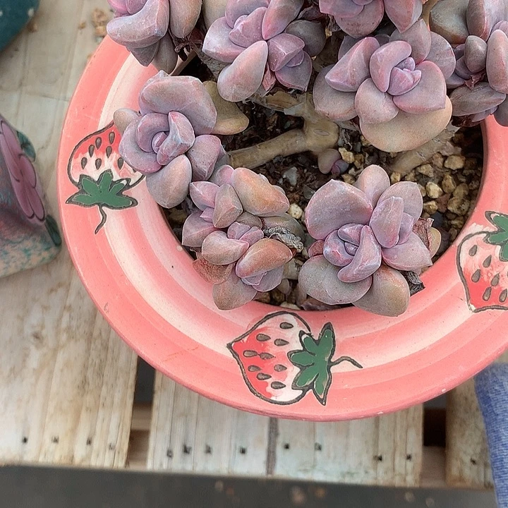 R***情发个叫豪放不羁手房东发挥