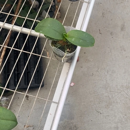 完全开放蕊娜斯2.8苗