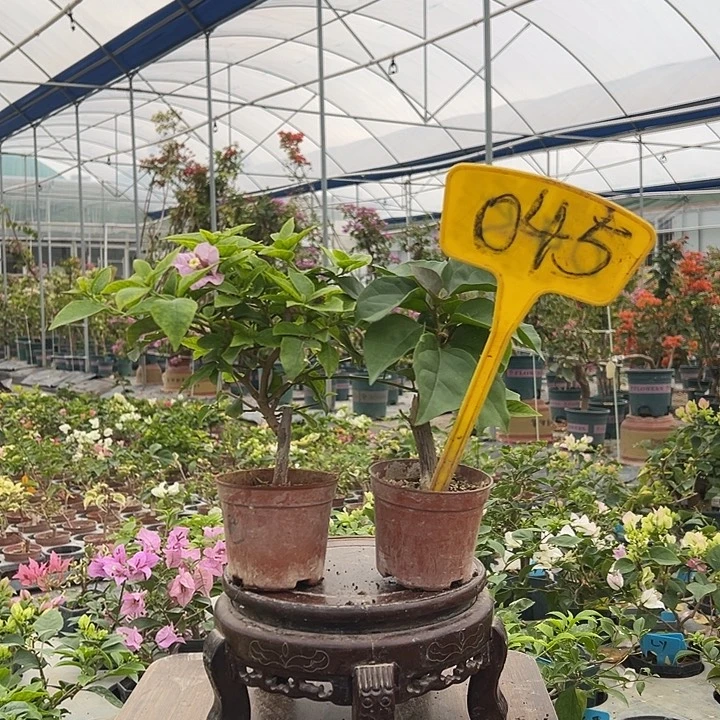 完全开放巴西紫掌中宝 印度画报掌中宝045