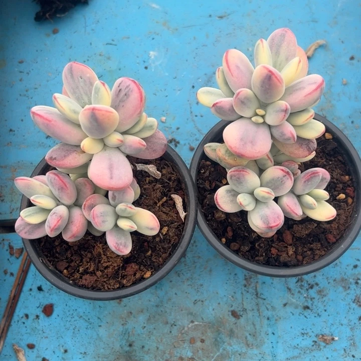 无花朵001号38两个无砍福娘锦