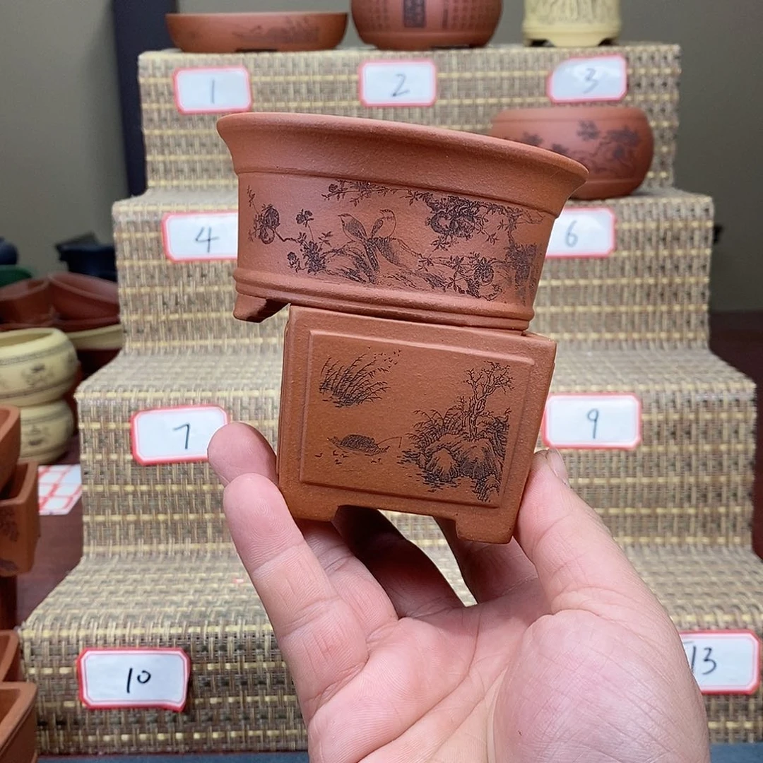 紫砂花盆星****牌我在等他