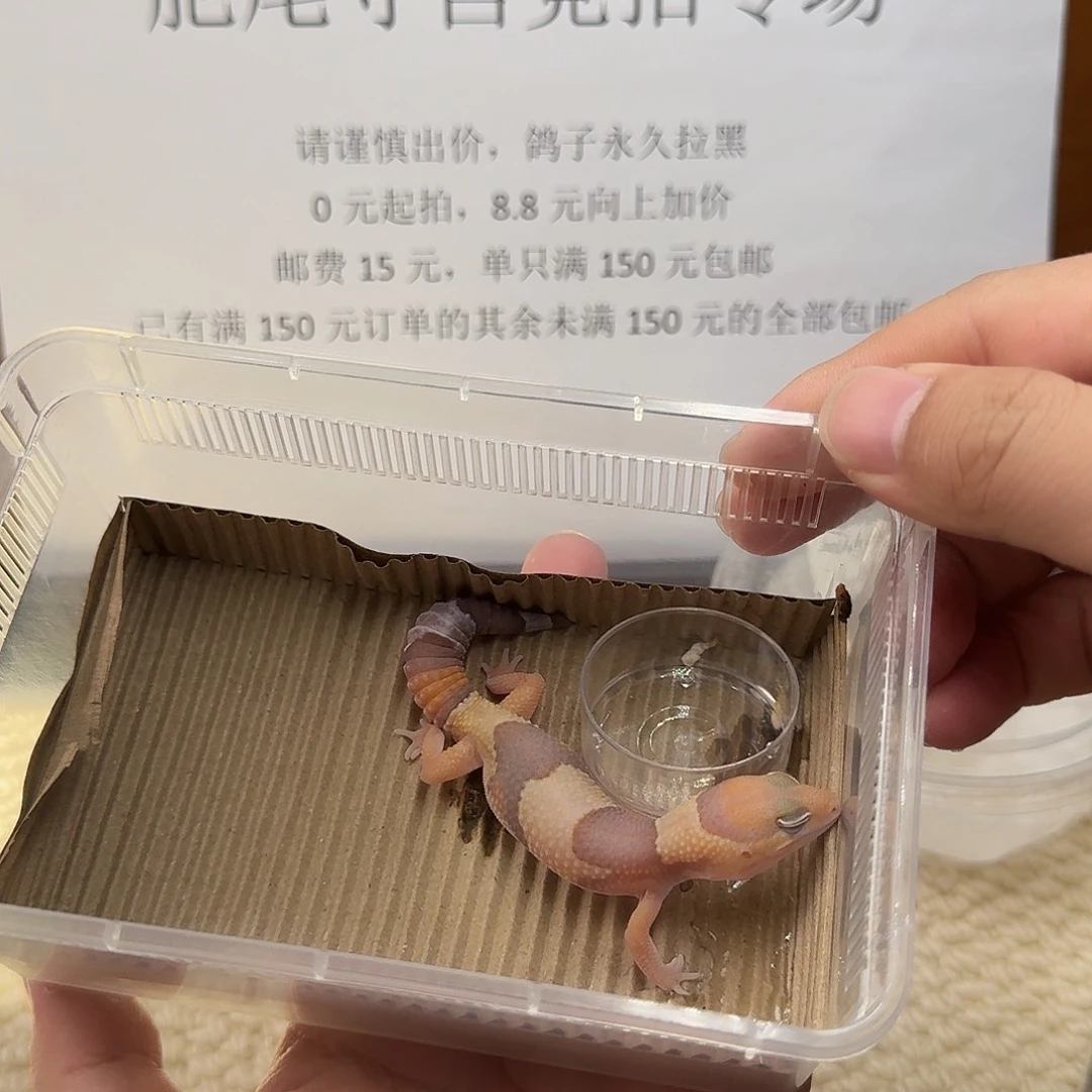 肥尾守宫橘白 妹妹