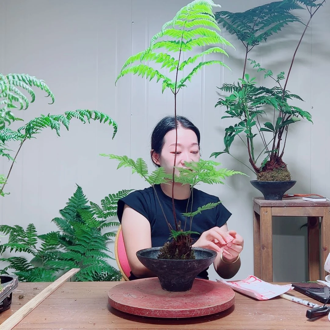 无花朵蒲*男金丝虹鳞蕨