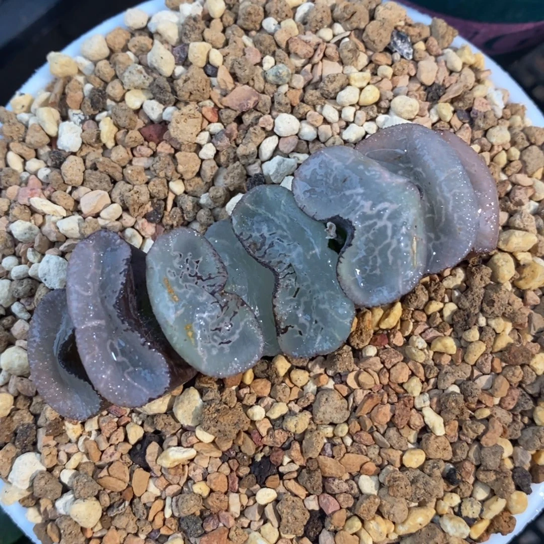 一颗大宽叶浮躁玉扇