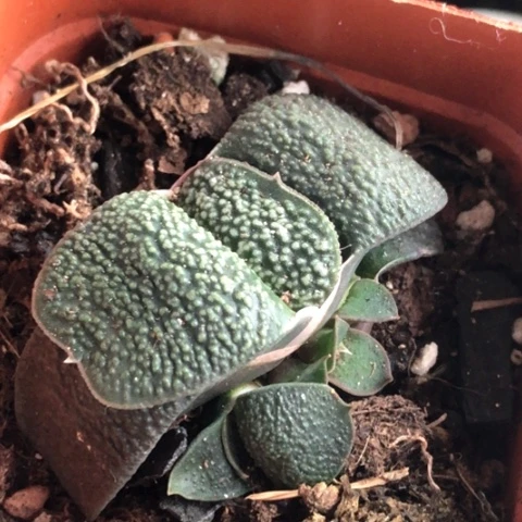 特大油蜗牛母本带3侧牙