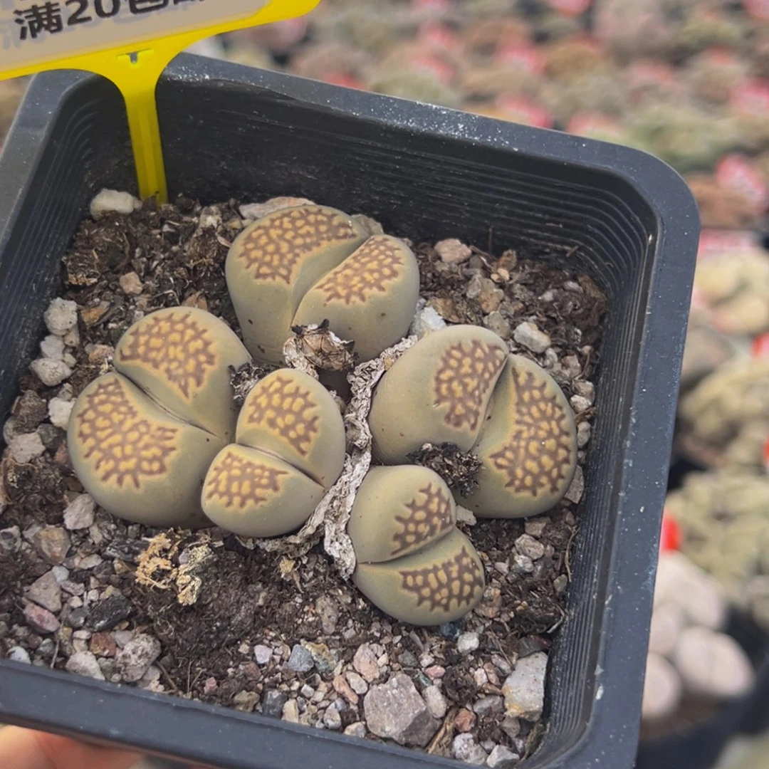 529 生石花大群生大群生