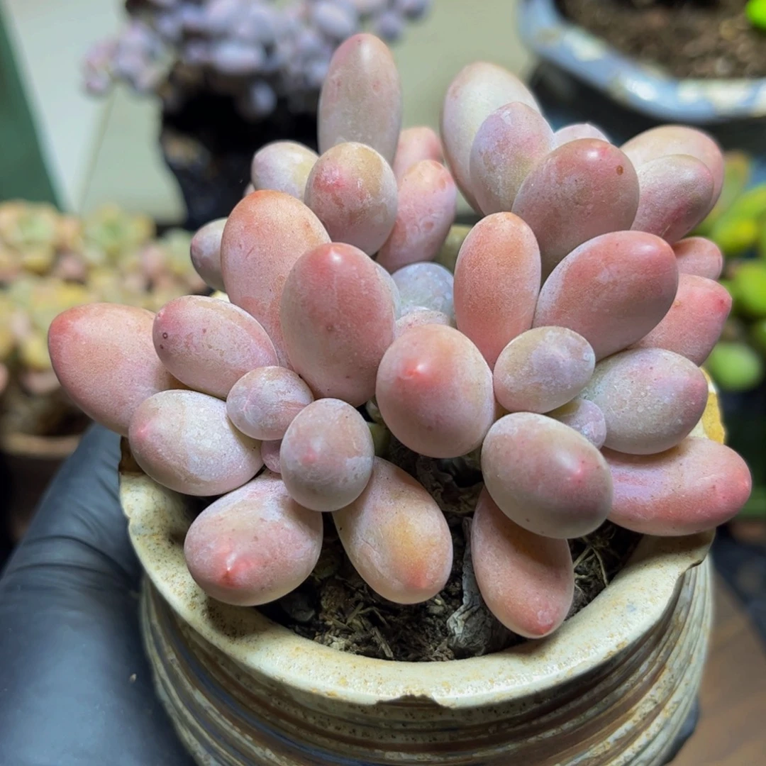 807汤圆奶酪10厘米多肉