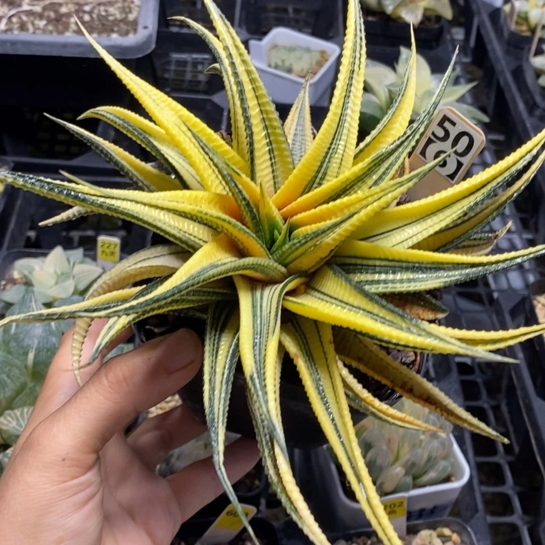 硬叶十二卷多肉植物母本
